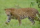 Pune leopard | जुन्नर वन विभागात बिबट्या संघर्ष कमी करण्यासाठी मोठी कारवाई; ६८ बिबटे जेरबंद, १३ कोटींच्या निधीतून उपाययोजना