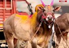 Maval Pune News | भारत केसरी ओम्या बैलाचा मृत्यू; बैलगाडा विश्वावर शोककळा