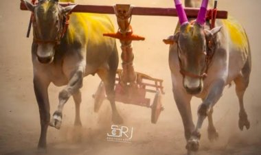 बैलगाडा मालकांच्या आशा पल्लवित सर्वोच्च न्यायालयात सुनावणीला सुरुवात