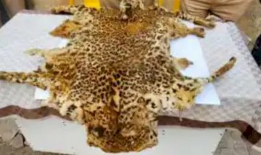 बिबट्याची कातडी तस्करी करणारी टोळी जेरबंद