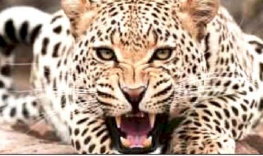 नऊ वर्षाच्या मुलावर बिबट्याचा हल्ला