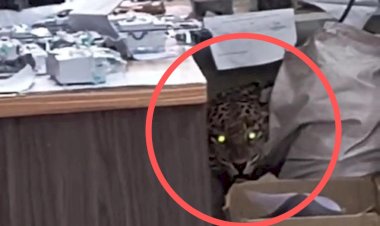 Rajgurungar | चांडोलीच्या महावितरण कार्यालयात शिरलेला बिबट्या जेरबंद