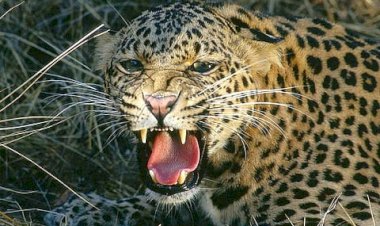 Pune leopard | कोयाळी शिवारात बिबट्या जेरबंद