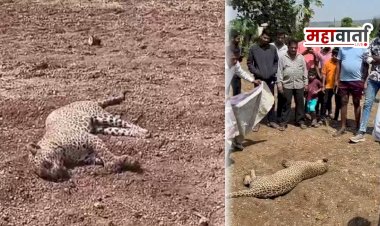 Kadus death leopard | कडूसमध्ये बिबट्याचा संशयास्पद मृत्यू; अरगडे शिवारात आढळला मृतदेह