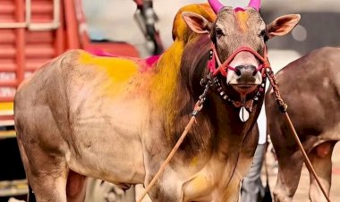 Maval Pune News | भारत केसरी ओम्या बैलाचा मृत्यू; बैलगाडा विश्वावर शोककळा