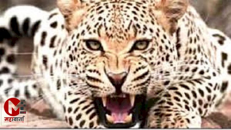 आंबेगाव तालुक्यातील पूर्व भागात बिबट्याच्या हल्ल्यात तीन जनावरे ठार