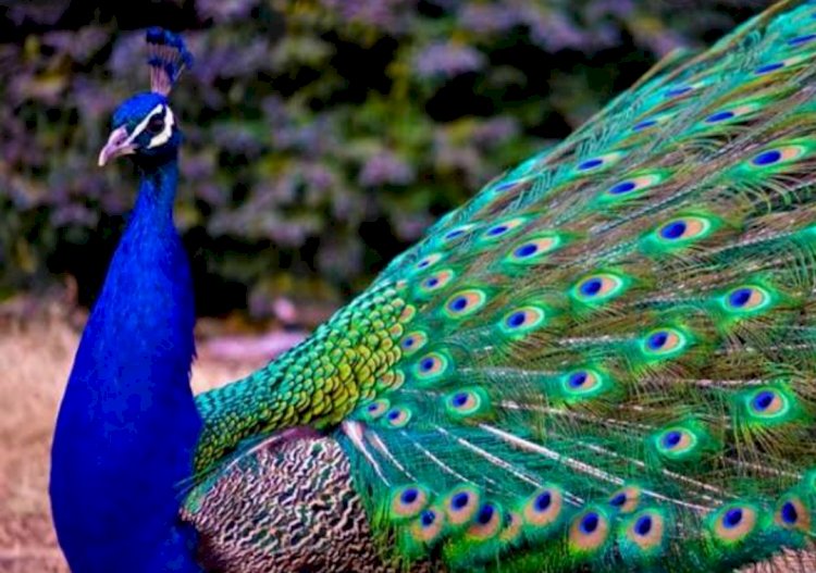 खेड तालुक्यात दावडी येथील घटना ; १५ मोरांचा मृत्यू