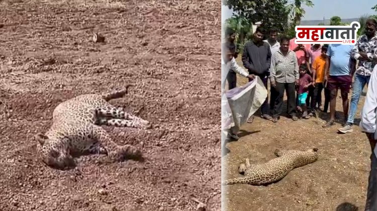 Kadus death leopard | कडूसमध्ये बिबट्याचा संशयास्पद मृत्यू; अरगडे शिवारात आढळला मृतदेह